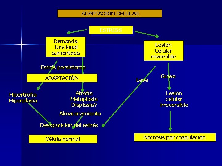 ADAPTACIÓN CELULAR ESTRESS Demanda funcional aumentada Lesión Celular reversible Estrés persistente ADAPTACIÓN Hipertrofía Hiperplasia