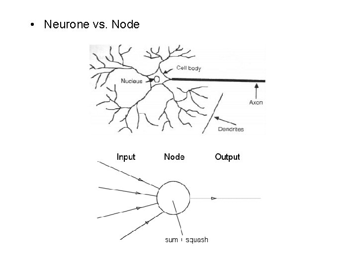  • Neurone vs. Node 