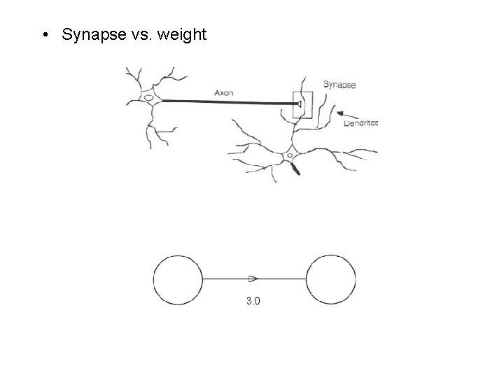  • Synapse vs. weight 