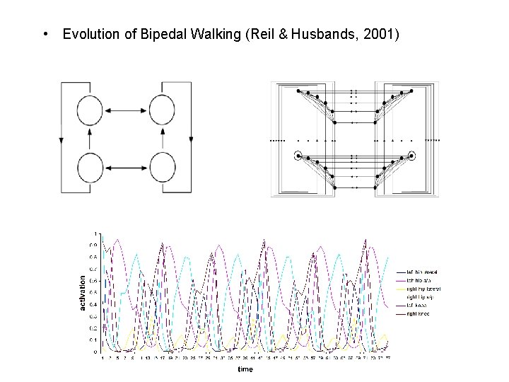  • Evolution of Bipedal Walking (Reil & Husbands, 2001) 