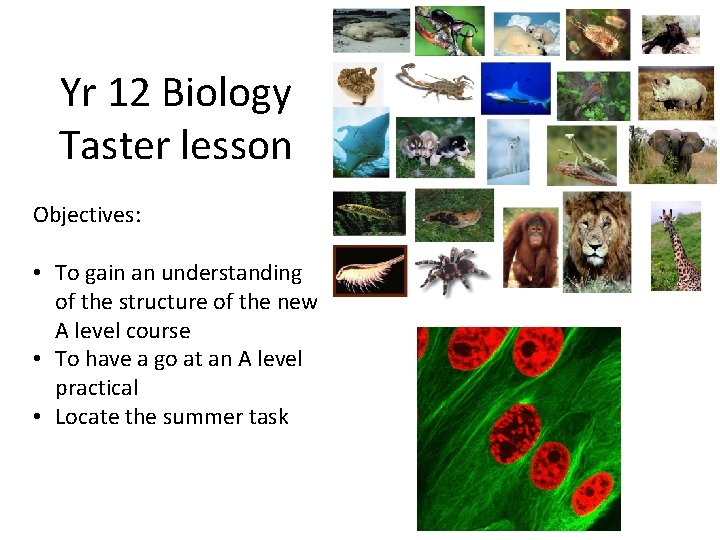 Yr 12 Biology Taster lesson Objectives: • To gain an understanding of the structure