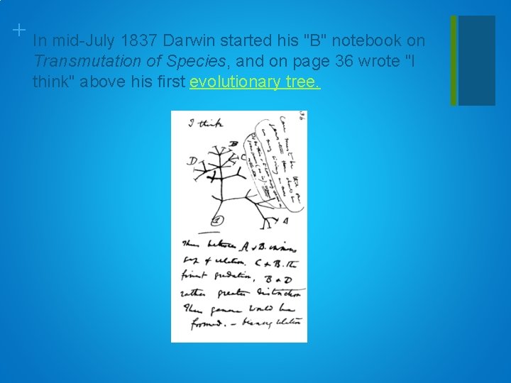 + In mid-July 1837 Darwin started his "B" notebook on Transmutation of Species, and