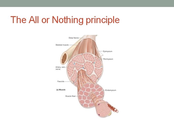 The All or Nothing principle 