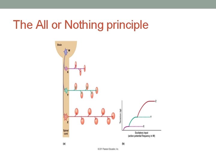 The All or Nothing principle 