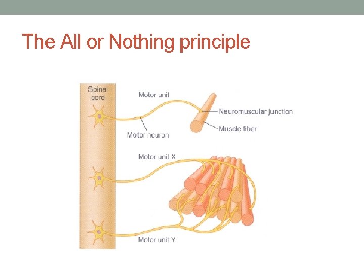 The All or Nothing principle 