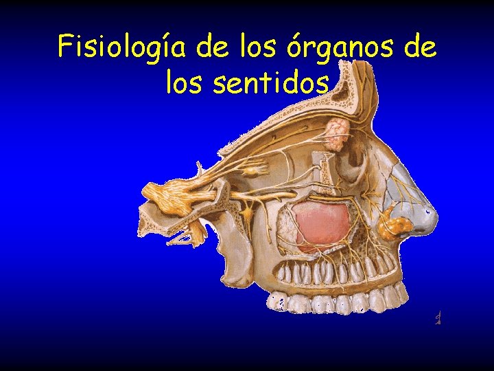 Fisiología de los órganos de los sentidos 