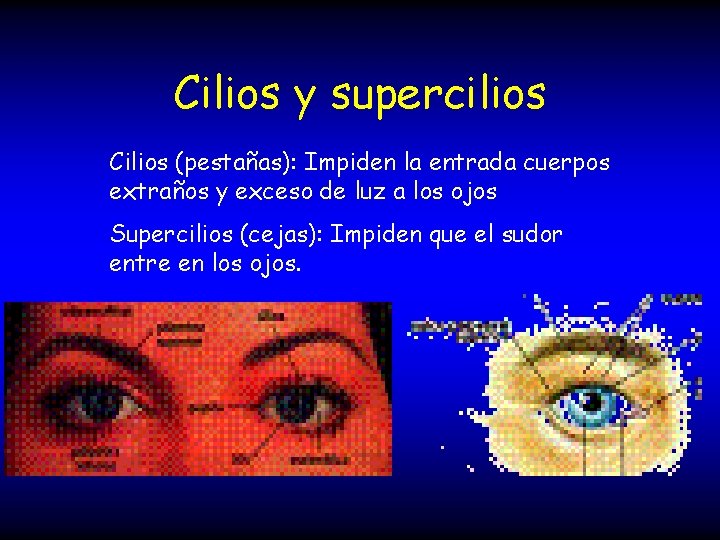 Cilios y supercilios Cilios (pestañas): Impiden la entrada cuerpos extraños y exceso de luz