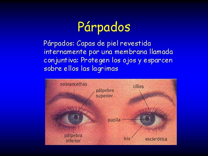 Párpados: Capas de piel revestida internamente por una membrana llamada conjuntiva: Protegen los ojos