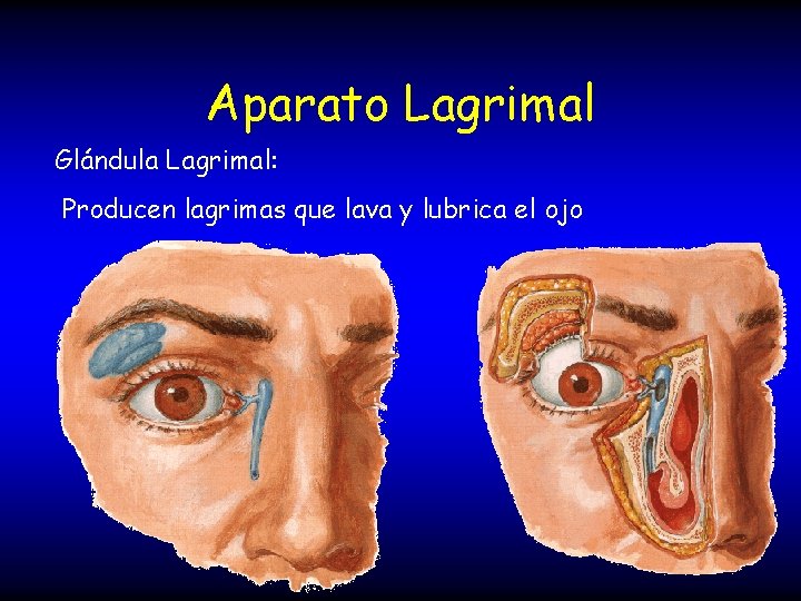 Aparato Lagrimal Glándula Lagrimal: Producen lagrimas que lava y lubrica el ojo 