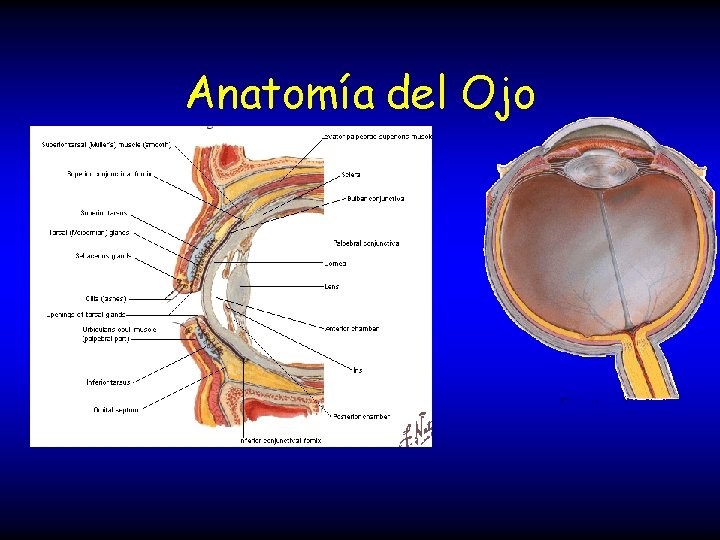 Anatomía del Ojo 