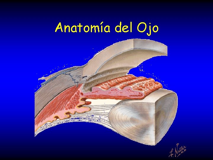 Anatomía del Ojo 