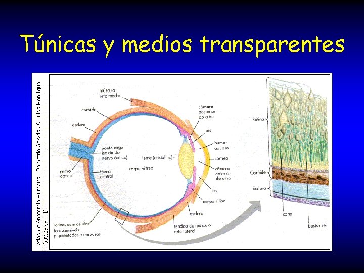 Túnicas y medios transparentes 