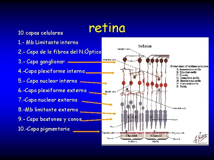 10 capas celulares retina 1. - Mb Limitante interna 2. - Capa de la