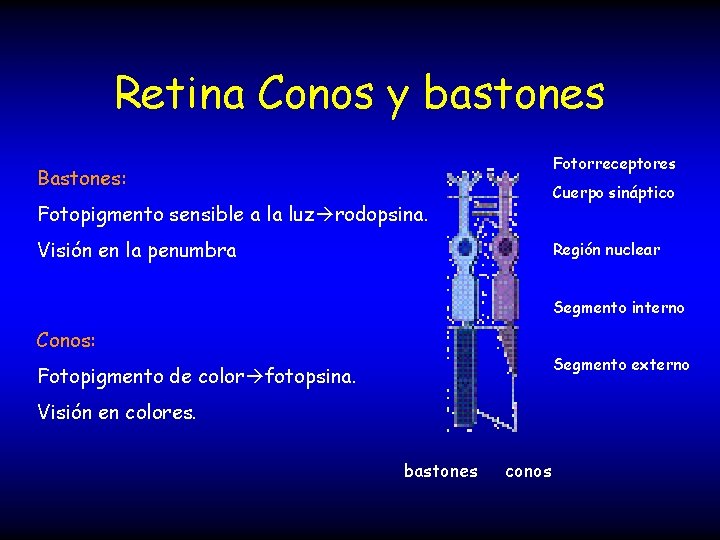 Retina Conos y bastones Fotorreceptores Bastones: Cuerpo sináptico Fotopigmento sensible a la luz rodopsina.