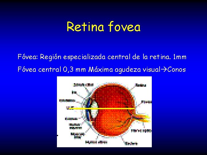 Retina fovea Fóvea: Región especializada central de la retina. 1 mm Fóvea central 0,