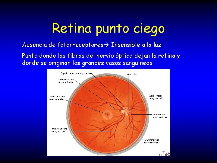 Retina punto ciego Ausencia de fotorreceptores Insensible a la luz Punto donde las fibras