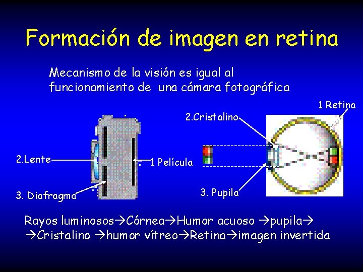 Formación de imagen en retina Mecanismo de la visión es igual al funcionamiento de