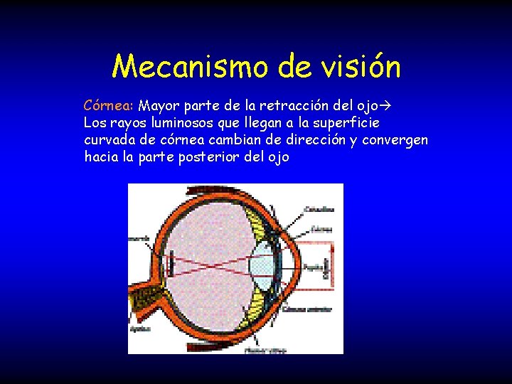 Mecanismo de visión Córnea: Mayor parte de la retracción del ojo Los rayos luminosos