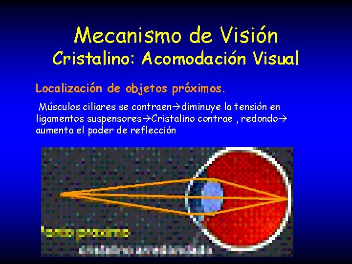 Mecanismo de Visión Cristalino: Acomodación Visual Localización de objetos próximos. Músculos ciliares se contraen