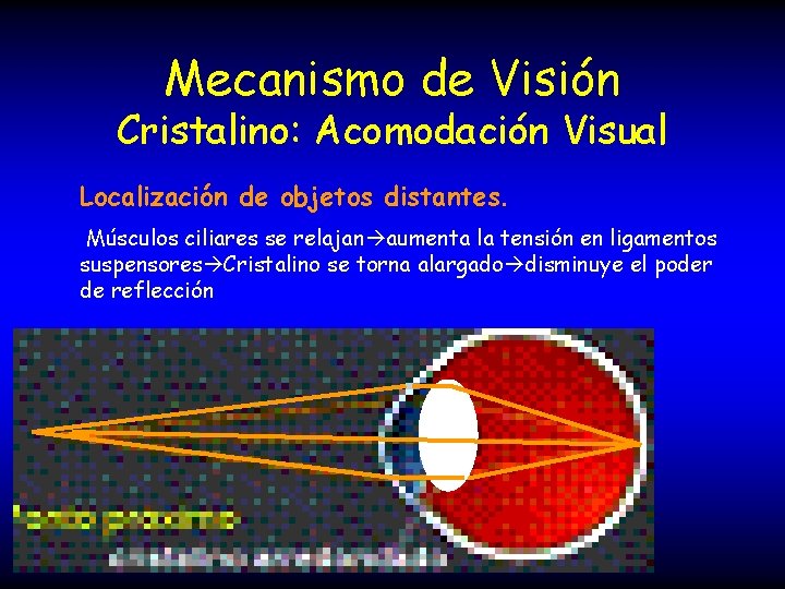 Mecanismo de Visión Cristalino: Acomodación Visual Localización de objetos distantes. Músculos ciliares se relajan