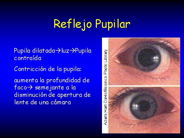 Reflejo Pupilar Pupila dilatada luz Pupila contraída Contricción de la pupila: aumenta la profundidad