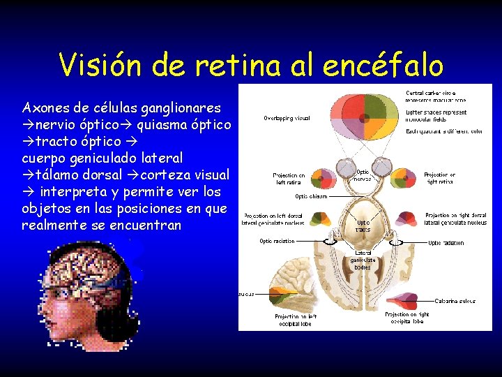 Visión de retina al encéfalo Axones de células ganglionares nervio óptico quiasma óptico tracto