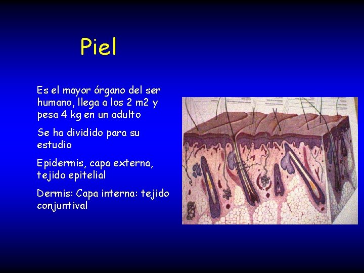 Piel Es el mayor órgano del ser humano, llega a los 2 m 2