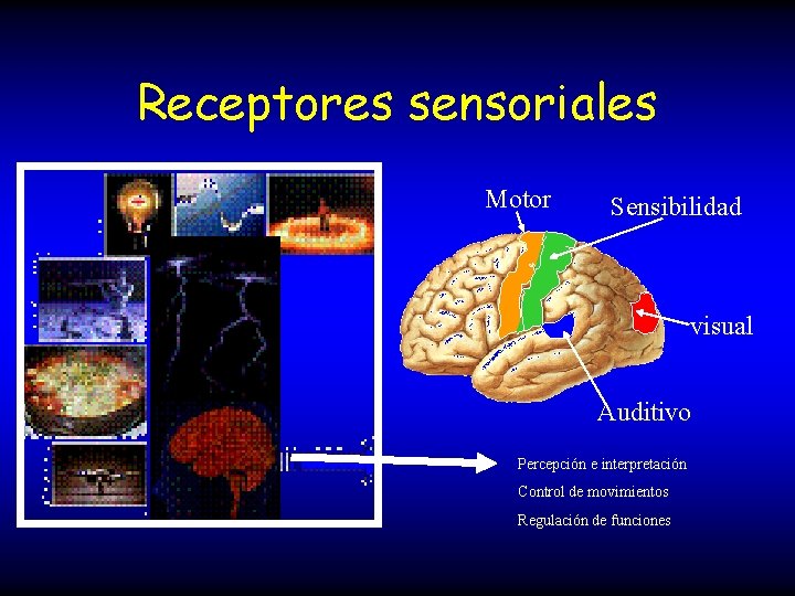 Receptores sensoriales Motor Sensibilidad visual Auditivo Percepción e interpretación Control de movimientos Regulación de
