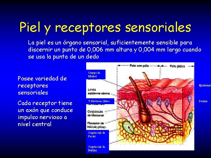 Piel y receptores sensoriales La piel es un órgano sensorial, suficientemente sensible para discernir