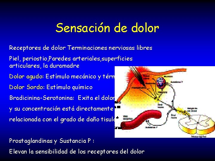 Sensación de dolor Receptores de dolor Terminaciones nerviosas libres Piel, periostio, Paredes arteriales, superficies