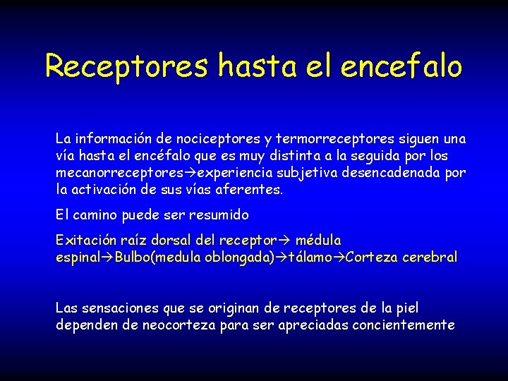 Receptores hasta el encefalo La información de nociceptores y termorreceptores siguen una vía hasta