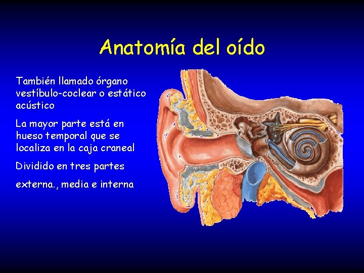 Anatomía del oído También llamado órgano vestíbulo-coclear o estático acústico La mayor parte está