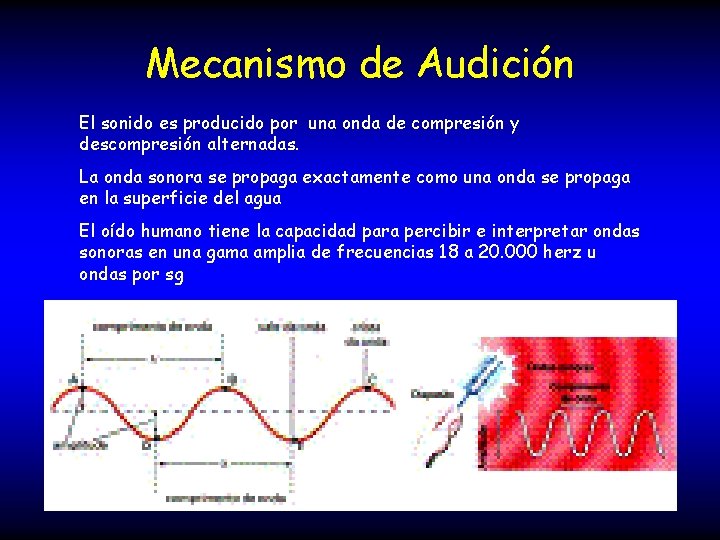 Mecanismo de Audición El sonido es producido por una onda de compresión y descompresión