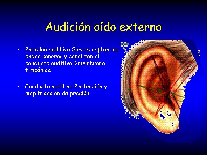 Audición oído externo • Pabellón auditivo Surcos captan las ondas sonoras y canalizan al