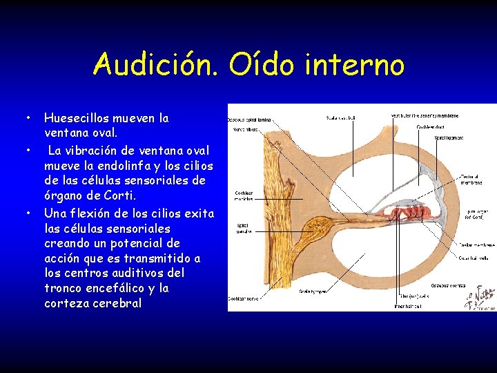 Audición. Oído interno • • • Huesecillos mueven la ventana oval. La vibración de