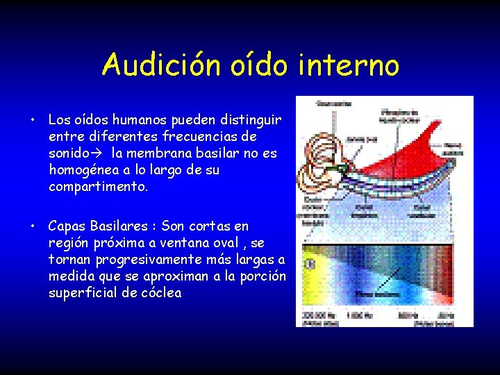 Audición oído interno • Los oídos humanos pueden distinguir entre diferentes frecuencias de sonido