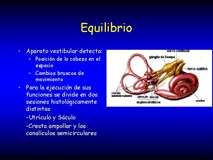 Equilibrio • Aparato vestibular detecta: – Posición de la cabeza en el espacio –