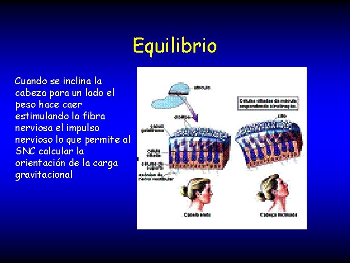 Equilibrio Cuando se inclina la cabeza para un lado el peso hace caer estimulando