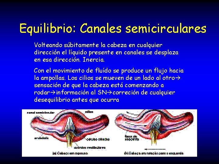 Equilibrio: Canales semicirculares Volteando súbitamente la cabeza en cualquier dirección el líquido presente en