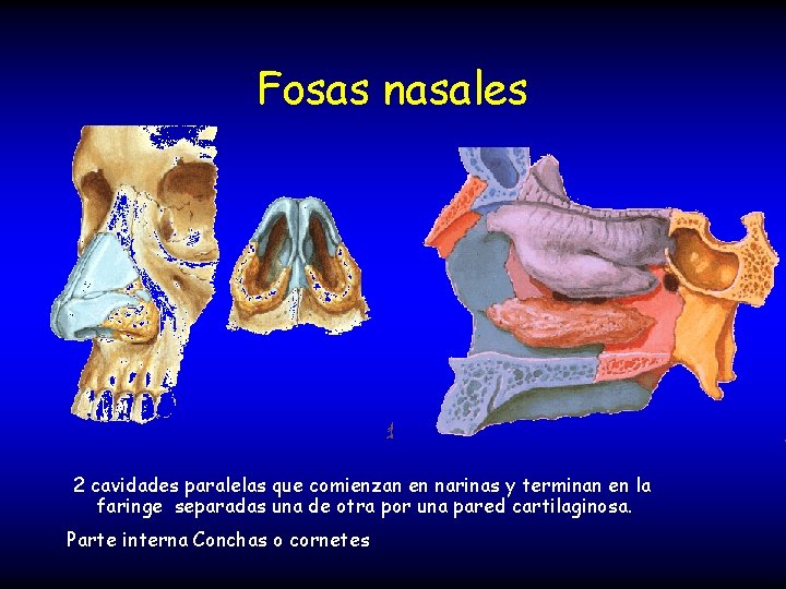 Fosas nasales 2 cavidades paralelas que comienzan en narinas y terminan en la faringe