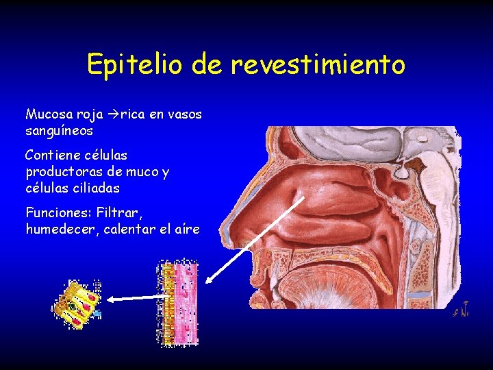 Epitelio de revestimiento Mucosa roja rica en vasos sanguíneos Contiene células productoras de muco