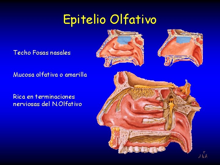 Epitelio Olfativo Techo Fosas nasales Mucosa olfativa o amarilla Rica en terminaciones nerviosas del