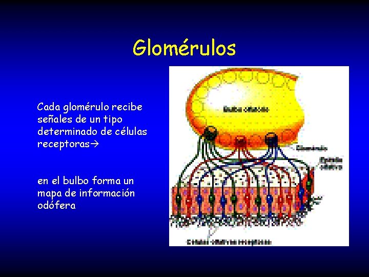 Glomérulos Cada glomérulo recibe señales de un tipo determinado de células receptoras en el