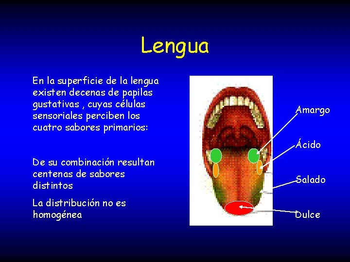 Lengua En la superficie de la lengua existen decenas de papilas gustativas , cuyas