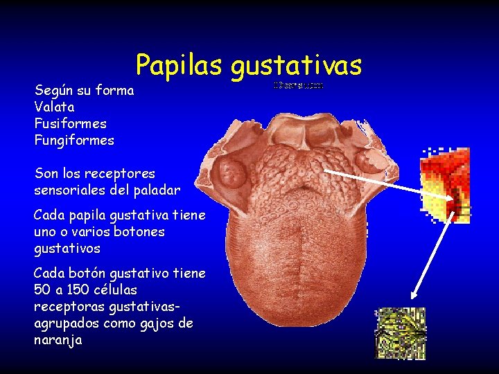 Según su forma Valata Fusiformes Fungiformes Papilas gustativas Son los receptores sensoriales del paladar