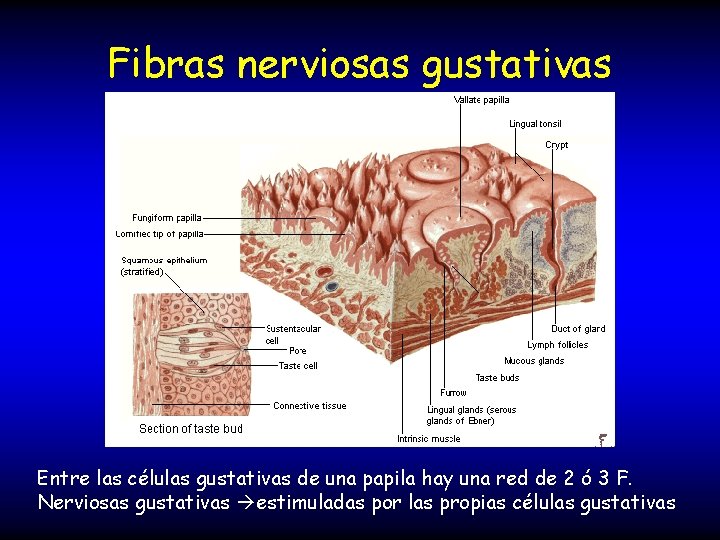 Fibras nerviosas gustativas Entre las células gustativas de una papila hay una red de