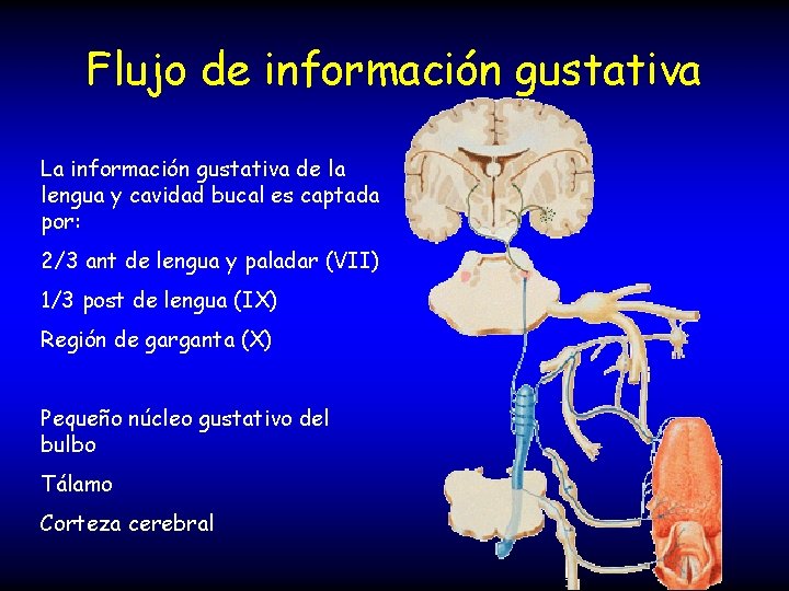 Flujo de información gustativa La información gustativa de la lengua y cavidad bucal es