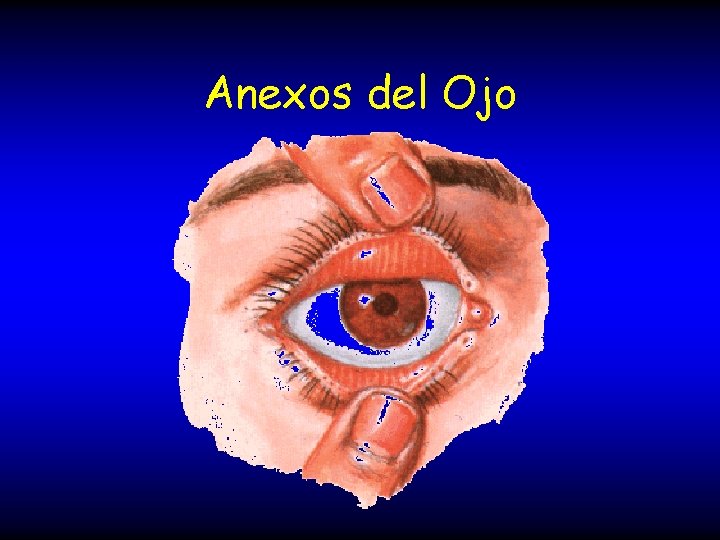 Anexos del Ojo 