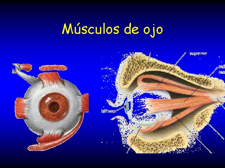 Músculos de ojo 