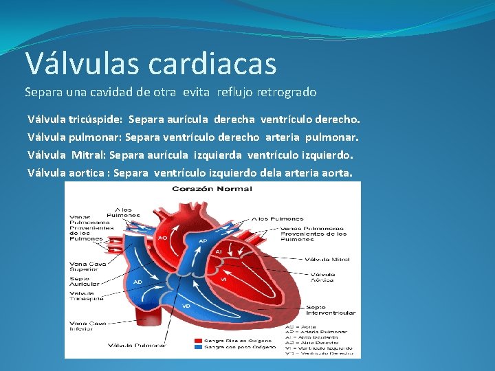 Válvulas cardiacas Separa una cavidad de otra evita reflujo retrogrado Válvula tricúspide: Separa aurícula